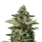 Super Sour Diesel Seeds