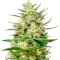 The Church CBD (GHS) Cannabis-Samen