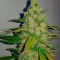 Totally Alpha OG Auto Seeds (AlphaFem Seeds)