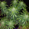 Trippy Gorilla Autoflowering (Big Head Seeds)
