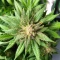 Wombat feminized seeds