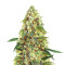 Strawberry Banana Gelato XL Auto feminizada (Sweet Seeds)
