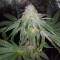 Graines de cannabis Sugar Breath (Humboldt Seeds Organization)