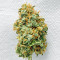 Vitality Feminized Seeds (AlphaFem Seeds)