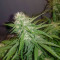Sementes Feminizadas de Watermelon Z Auto (Barney's Farm)