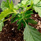 Do-Si-Dos Autoflower (Herbies Seeds)
