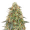 Tangerine Dream Auto Feminized Seeds from Barney’s Farm