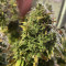 Semi femminizzati originali Auto Chemdawg