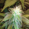 Amnesia Mistery Seeds