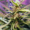Apollo 11 cannabis strain