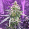 Auto Gorilla OG Seeds