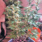Auto Purple Gorilla Seeds