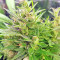 BCN Power Plant Seeds