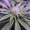 Big Bud XXL (Ministry Of Cannabis)