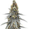 Graines de cannabis Blubonik (Genehtik Seeds)
