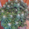 Critical Super Silver Haze Seeds