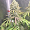 Dark Ghost Train (Rare Dankness Seeds)
