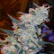 Girl Scout Cookies (Cali Connection Seeds)