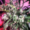 Graines de cannabis Green Haze Regular (Ace Seeds)