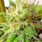 Graines de cannabis Kali China Breeders Pack (Ace Seeds)