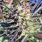 Graines de cannabis Nepal Kush (Flying Dutchmen)