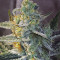 OGesus Auto feminized seeds