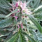 Panama Regular seeds
