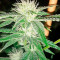 Sapphire OG (Humboldt Seeds Organization)