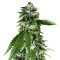 Sorbet Dreams (DNA Genetics)
