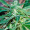 South Mountain Cheese (Xtreme Seeds)