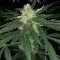 Graines de cannabis Super Critical Auto (GHS)