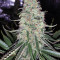 Sweet ZZ (Sweet Z) Seeds
