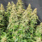 Semi femminizzati Wedding Cheesecake Auto