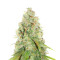 Auto Desfran strain