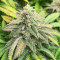 Bruce Banner # Feminized Seeds (AlphaFem Seeds)
