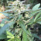 Bruce Banner feminized seeds (Flavour Chasers Seeds)
