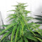 Graines de cannabis Chem OG (Female Seeds)