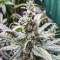 Critical Amnesia Feminized Seeds (AlphaFem Seeds)