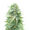 Dozy Doz Feminized Seeds (AlphaFem Seeds)