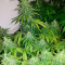 Graines de cannabis Fast & Vast Auto (Heavyweight Seeds)
