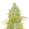 Lemon Tree Feminized Seeds (Barney's Farm)