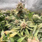 Mac Feminized Seeds