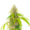 OG Kush Fast Version Feminized Seeds (Easy Grow Seeds)