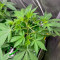 Orange Apricot Glue XL Auto Feminized Seeds (Sweet Seeds)