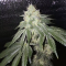 Vente de graines de cannabis Glookies (Barney's Farm)