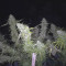 Dr. Grinspoon (Barney's Farm)