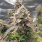 Buy Wedding Cake Auto feminized seeds by Barney's Farm