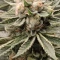 Amnesia Lemon Kush Seeds (Original Sensible Seeds) - Cannabis Strain Seeds for Sale