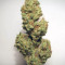 Compre sementes feminizadas Auto Critical Orange Punch da Dutch Passion