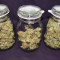 Vente de graines de cannabis Auto Glueberry O.G. (Dutch Passion)